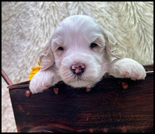 medium labradoodle, medium labradoodle puppies for sale, labradoodle puppies for sale, labradoodle Oregon, labradoodle puppies for sale in Oregon, labradoodle puppies California, labradoodle puppies Washington, labradoodle puppies available