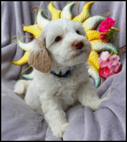medium labradoodle, medium labradoodle puppies for sale, labradoodle puppies for sale, labradoodle Oregon, labradoodle puppies for sale in Oregon, labradoodle puppies California, labradoodle puppies Washington, labradoodle puppies available