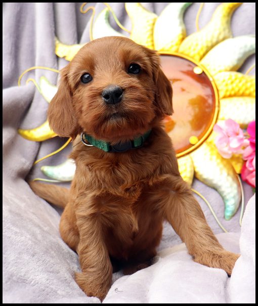 miniature labradoodle, mini labradoodle, medium labradoodle, labradoodles for sale, labradoodles for sale Oregon, medium labradoodle, medium labradoodle puppies for sale, labradoodle puppies for sale, labradoodle Oregon, labradoodle puppies for sale in Oregon, labradoodle puppies California, labradoodle puppies Washington, labradoodle puppies available,