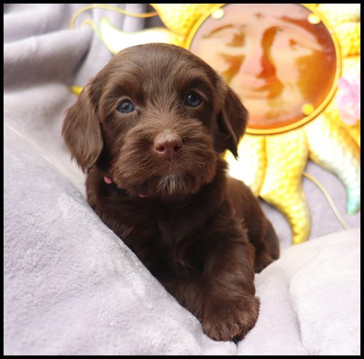 miniature labradoodle, mini labradoodle, medium labradoodle, labradoodles for sale, labradoodles for sale Oregon, medium labradoodle, medium labradoodle puppies for sale, labradoodle puppies for sale, labradoodle Oregon, labradoodle puppies for sale in Oregon, labradoodle puppies California, labradoodle puppies Washington, labradoodle puppies available,