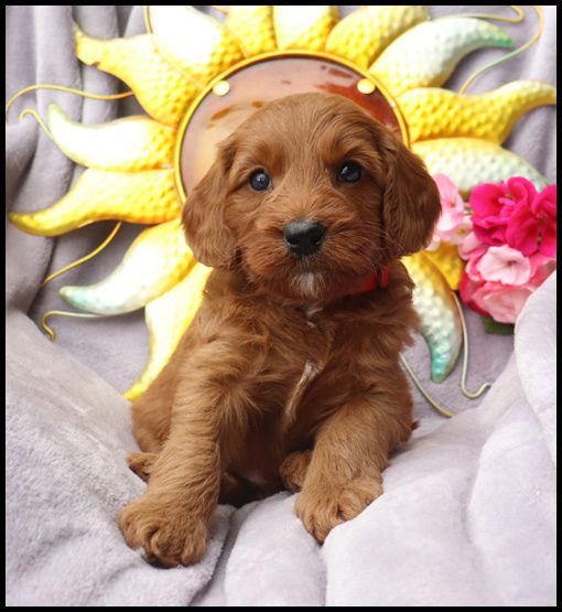 miniature labradoodle, mini labradoodle, medium labradoodle, labradoodles for sale, labradoodles for sale Oregon, medium labradoodle, medium labradoodle puppies for sale, labradoodle puppies for sale, labradoodle Oregon, labradoodle puppies for sale in Oregon, labradoodle puppies California, labradoodle puppies Washington, labradoodle puppies available,