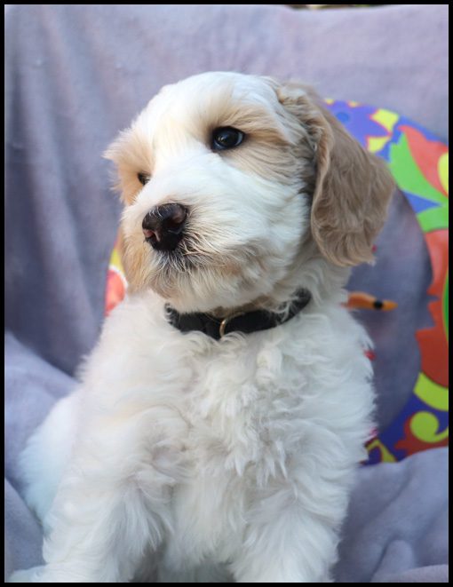 medium labradoodle, medium labradoodle puppies for sale, labradoodle puppies for sale, labradoodle Oregon, labradoodle puppies for sale in Oregon, labradoodle puppies California, labradoodle puppies Washington, labradoodle puppies available
