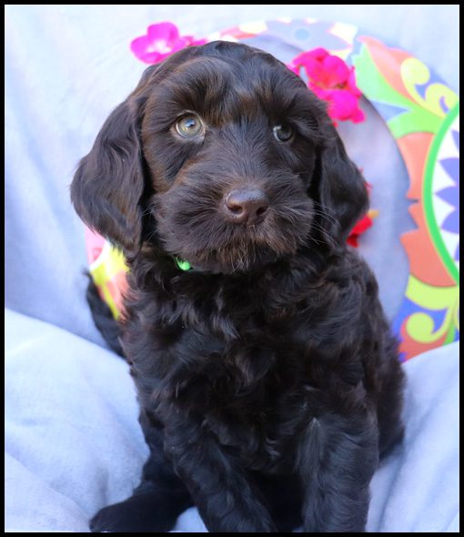 medium labradoodle, medium labradoodle puppies for sale, labradoodle puppies for sale, labradoodle Oregon, labradoodle puppies for sale in Oregon, labradoodle puppies California, labradoodle puppies Washington, labradoodle puppies available