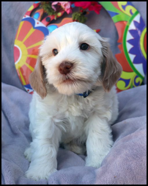 medium labradoodle, medium labradoodle puppies for sale, labradoodle puppies for sale, labradoodle Oregon, labradoodle puppies for sale in Oregon, labradoodle puppies California, labradoodle puppies Washington, labradoodle puppies available