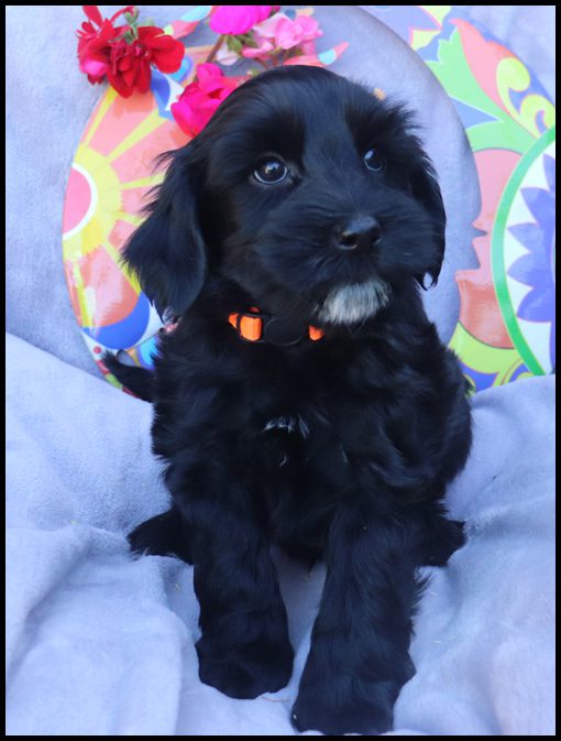 medium labradoodle, medium labradoodle puppies for sale, labradoodle puppies for sale, labradoodle Oregon, labradoodle puppies for sale in Oregon, labradoodle puppies California, labradoodle puppies Washington, labradoodle puppies available