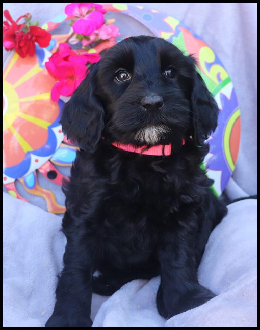 medium labradoodle, medium labradoodle puppies for sale, labradoodle puppies for sale, labradoodle Oregon, labradoodle puppies for sale in Oregon, labradoodle puppies California, labradoodle puppies Washington, labradoodle puppies available