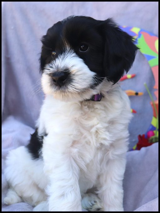 medium labradoodle, medium labradoodle puppies for sale, labradoodle puppies for sale, labradoodle Oregon, labradoodle puppies for sale in Oregon, labradoodle puppies California, labradoodle puppies Washington, labradoodle puppies available