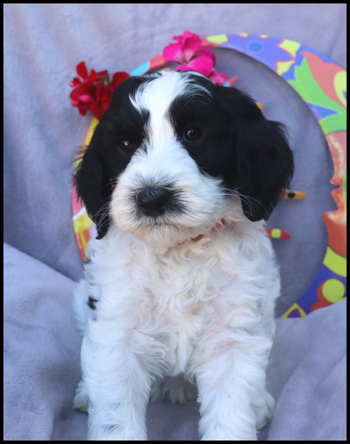medium labradoodle, medium labradoodle puppies for sale, labradoodle puppies for sale, labradoodle Oregon, labradoodle puppies for sale in Oregon, labradoodle puppies California, labradoodle puppies Washington, labradoodle puppies available