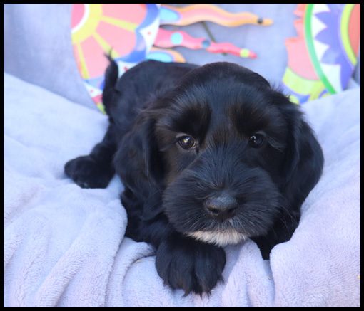 medium labradoodle, medium labradoodle puppies for sale, labradoodle puppies for sale, labradoodle Oregon, labradoodle puppies for sale in Oregon, labradoodle puppies California, labradoodle puppies Washington, labradoodle puppies available