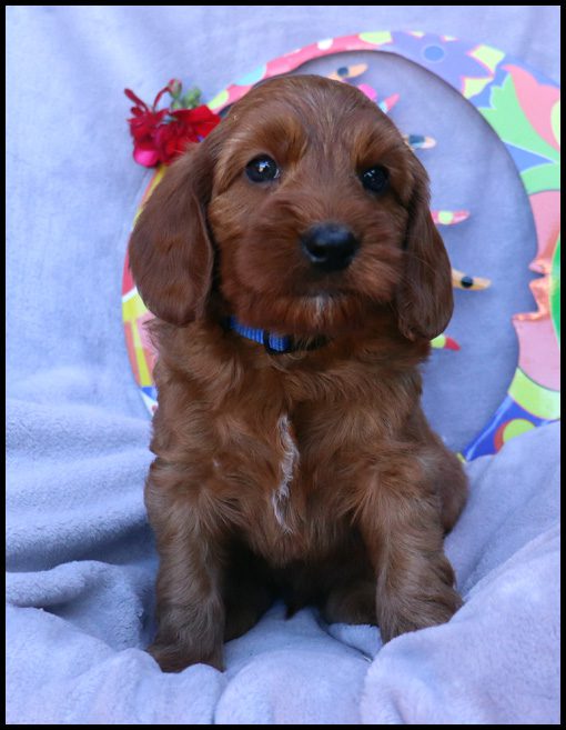 miniature labradoodle, mini labradoodle, medium labradoodle, labradoodles for sale, labradoodles for sale Oregon, medium labradoodle, medium labradoodle puppies for sale, labradoodle puppies for sale, labradoodle Oregon, labradoodle puppies for sale in Oregon, labradoodle puppies California, labradoodle puppies Washington, labradoodle puppies available,
