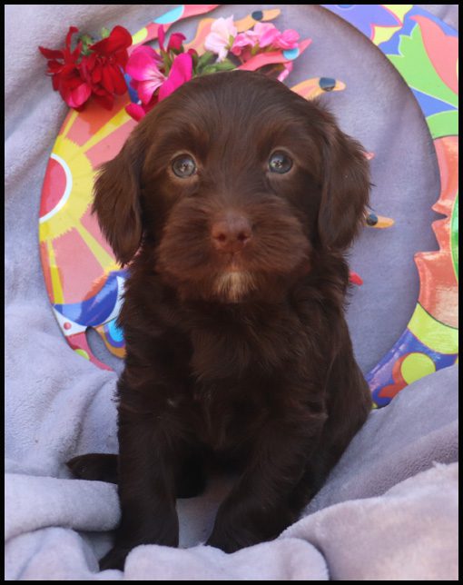 miniature labradoodle, mini labradoodle, medium labradoodle, labradoodles for sale, labradoodles for sale Oregon, medium labradoodle, medium labradoodle puppies for sale, labradoodle puppies for sale, labradoodle Oregon, labradoodle puppies for sale in Oregon, labradoodle puppies California, labradoodle puppies Washington, labradoodle puppies available,