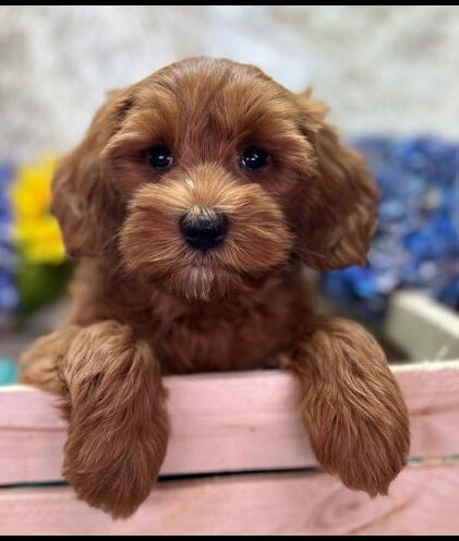 miniature labradoodle, mini labradoodle, medium labradoodle, labradoodles for sale, labradoodles for sale Oregon, medium labradoodle, medium labradoodle puppies for sale, labradoodle puppies for sale, labradoodle Oregon, labradoodle puppies for sale in Oregon, labradoodle puppies California, labradoodle puppies Washington, labradoodle puppies available,