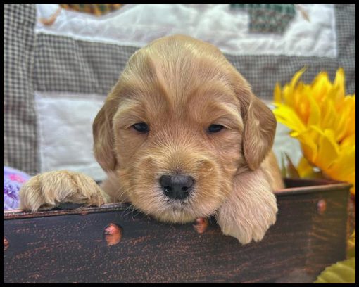 miniature labradoodle puppy, miniature labradoodle puppies for sale, mini labradoodle puppies for sale, mini labradoodle puppies Oregon, labradoodle puppies for sale