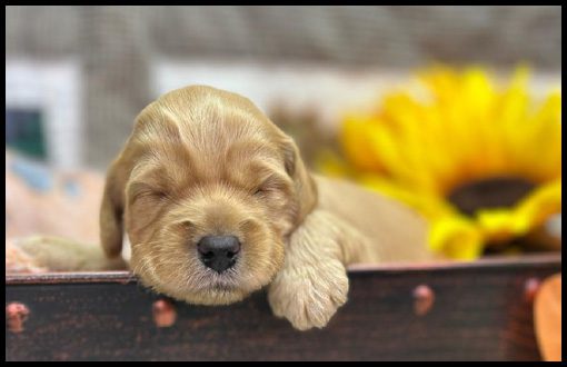 miniature labradoodle puppy, miniature labradoodle puppies for sale, mini labradoodle puppies for sale, mini labradoodle puppies Oregon, labradoodle puppies for sale