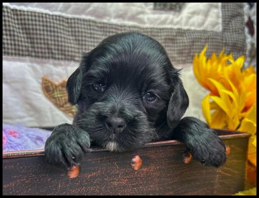 miniature labradoodle puppy, miniature labradoodle puppies for sale, mini labradoodle puppies for sale, mini labradoodle puppies Oregon, labradoodle puppies for sale