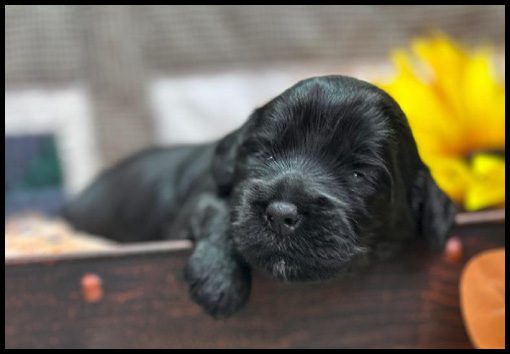 miniature labradoodle puppy, miniature labradoodle puppies for sale, mini labradoodle puppies for sale, mini labradoodle puppies Oregon, labradoodle puppies for sale