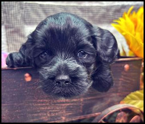 miniature labradoodle puppy, miniature labradoodle puppies for sale, mini labradoodle puppies for sale, mini labradoodle puppies Oregon, labradoodle puppies for sale