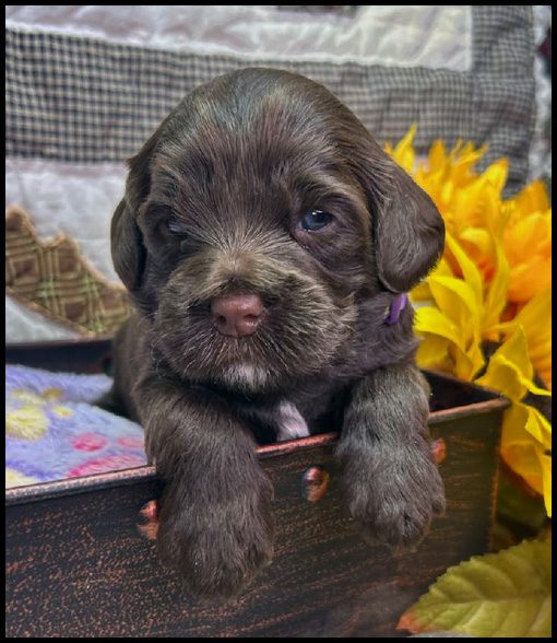 miniature labradoodle puppy, miniature labradoodle puppies for sale, mini labradoodle puppies for sale, mini labradoodle puppies Oregon, labradoodle puppies for sale