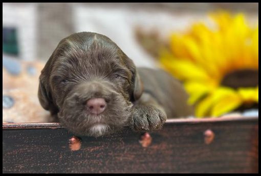 miniature labradoodle puppy, miniature labradoodle puppies for sale, mini labradoodle puppies for sale, mini labradoodle puppies Oregon, labradoodle puppies for sale