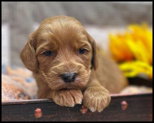 miniature labradoodle puppy, miniature labradoodle puppies for sale, mini labradoodle puppies for sale, mini labradoodle puppies Oregon, labradoodle puppies for sale