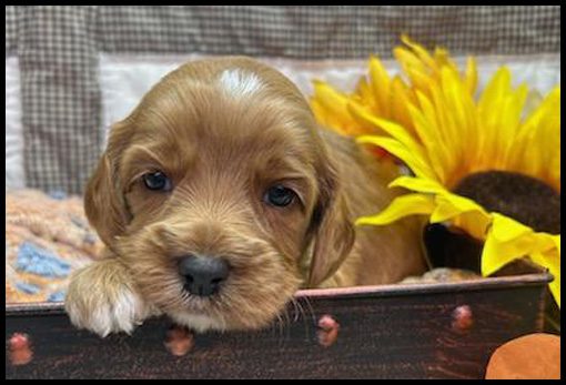 miniature labradoodle puppy, miniature labradoodle puppies for sale, mini labradoodle puppies for sale, mini labradoodle puppies Oregon, labradoodle puppies for sale