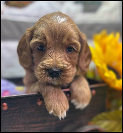 miniature labradoodle puppy, miniature labradoodle puppies for sale, mini labradoodle puppies for sale, mini labradoodle puppies Oregon, labradoodle puppies for sale