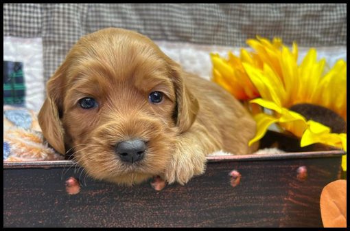 miniature labradoodle puppy, miniature labradoodle puppies for sale, mini labradoodle puppies for sale, mini labradoodle puppies Oregon, labradoodle puppies for sale