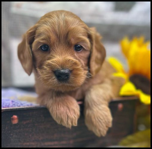 miniature labradoodle puppy, miniature labradoodle puppies for sale, mini labradoodle puppies for sale, mini labradoodle puppies Oregon, labradoodle puppies for sale
