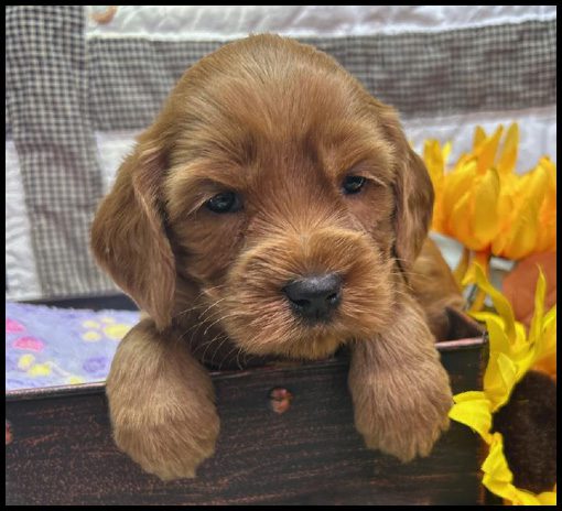 miniature labradoodle puppy, miniature labradoodle puppies for sale, mini labradoodle puppies for sale, mini labradoodle puppies Oregon, labradoodle puppies for sale