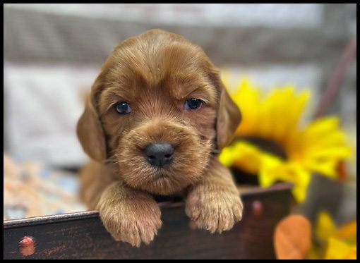 miniature labradoodle puppy, miniature labradoodle puppies for sale, mini labradoodle puppies for sale, mini labradoodle puppies Oregon, labradoodle puppies for sale