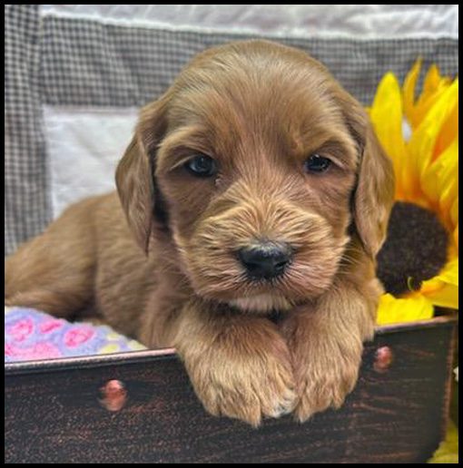miniature labradoodle puppy, miniature labradoodle puppies for sale, mini labradoodle puppies for sale, mini labradoodle puppies Oregon, labradoodle puppies for sale