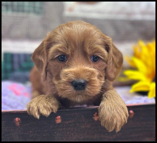 miniature labradoodle puppy, miniature labradoodle puppies for sale, mini labradoodle puppies for sale, mini labradoodle puppies Oregon, labradoodle puppies for sale