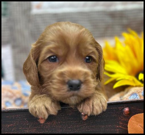 miniature labradoodle puppy, miniature labradoodle puppies for sale, mini labradoodle puppies for sale, mini labradoodle puppies Oregon, labradoodle puppies for sale