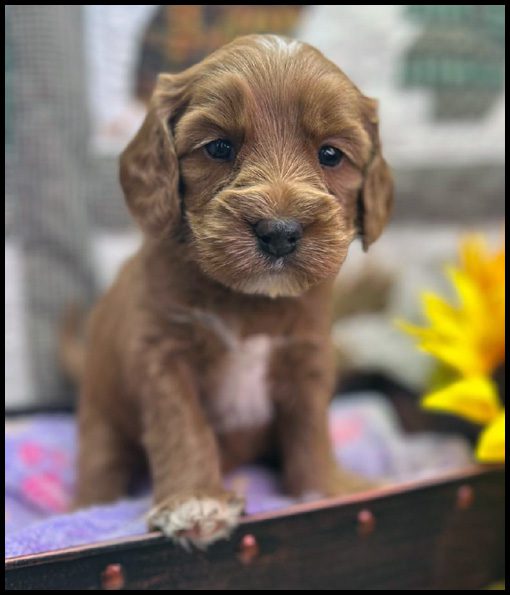 miniature labradoodle puppy, miniature labradoodle puppies for sale, mini labradoodle puppies for sale, mini labradoodle puppies Oregon, labradoodle puppies for sale
