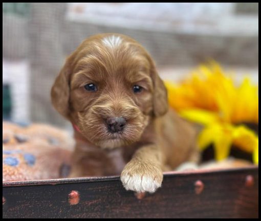 miniature labradoodle puppy, miniature labradoodle puppies for sale, mini labradoodle puppies for sale, mini labradoodle puppies Oregon, labradoodle puppies for sale