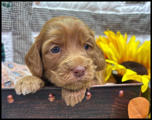 miniature labradoodle puppy, miniature labradoodle puppies for sale, mini labradoodle puppies for sale, mini labradoodle puppies Oregon, labradoodle puppies for sale