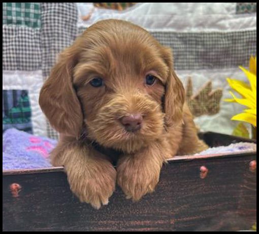miniature labradoodle puppy, miniature labradoodle puppies for sale, mini labradoodle puppies for sale, mini labradoodle puppies Oregon, labradoodle puppies for sale