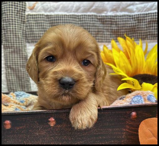 miniature labradoodle puppy, miniature labradoodle puppies for sale, mini labradoodle puppies for sale, mini labradoodle puppies Oregon, labradoodle puppies for sale