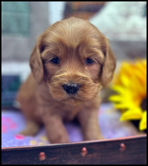 miniature labradoodle puppy, miniature labradoodle puppies for sale, mini labradoodle puppies for sale, mini labradoodle puppies Oregon, labradoodle puppies for sale