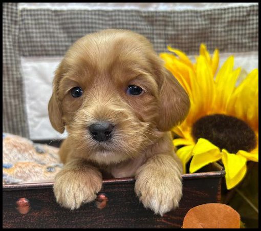 miniature labradoodle puppy, miniature labradoodle puppies for sale, mini labradoodle puppies for sale, mini labradoodle puppies Oregon, labradoodle puppies for sale