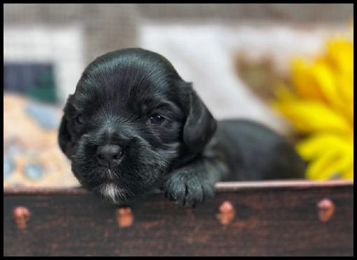 miniature labradoodle puppy, miniature labradoodle puppies for sale, mini labradoodle puppies for sale, mini labradoodle puppies Oregon, labradoodle puppies for sale