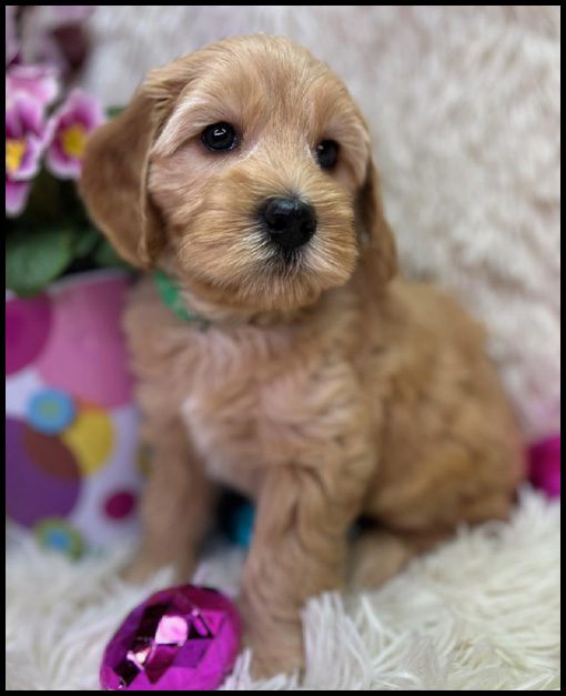 miniature labradoodle puppy, miniature labradoodle puppies for sale, mini labradoodle puppies for sale, mini labradoodle puppies Oregon, labradoodle puppies for sale