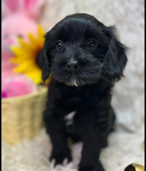 miniature labradoodle puppy, miniature labradoodle puppies for sale, mini labradoodle puppies for sale, mini labradoodle puppies Oregon, labradoodle puppies for sale