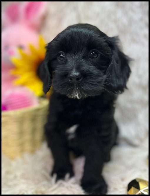 miniature labradoodle puppy, miniature labradoodle puppies for sale, mini labradoodle puppies for sale, mini labradoodle puppies Oregon, labradoodle puppies for sale