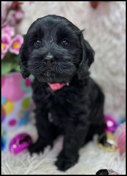miniature labradoodle puppy, miniature labradoodle puppies for sale, mini labradoodle puppies for sale, mini labradoodle puppies Oregon, labradoodle puppies for sale