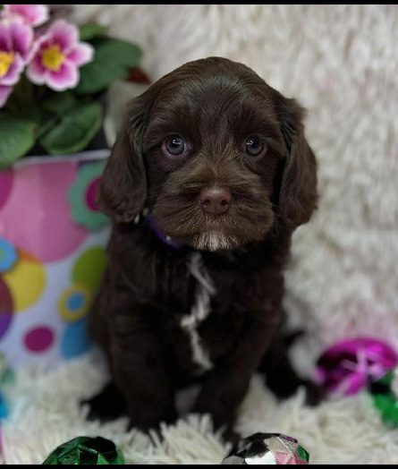 miniature labradoodle puppy, miniature labradoodle puppies for sale, mini labradoodle puppies for sale, mini labradoodle puppies Oregon, labradoodle puppies for sale