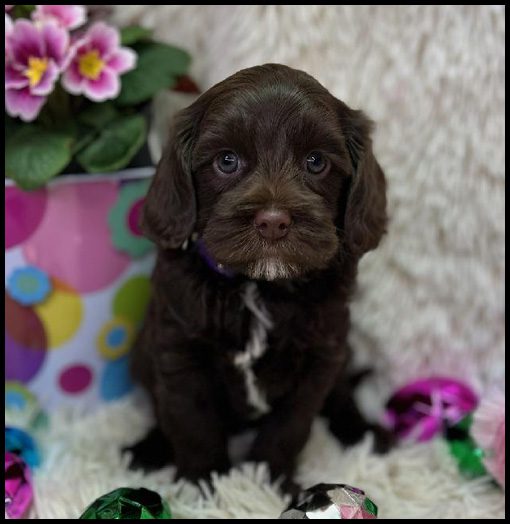 miniature labradoodle puppy, miniature labradoodle puppies for sale, mini labradoodle puppies for sale, mini labradoodle puppies Oregon, labradoodle puppies for sale