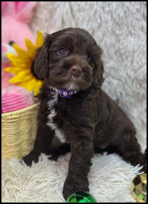 miniature labradoodle puppy, miniature labradoodle puppies for sale, mini labradoodle puppies for sale, mini labradoodle puppies Oregon, labradoodle puppies for sale