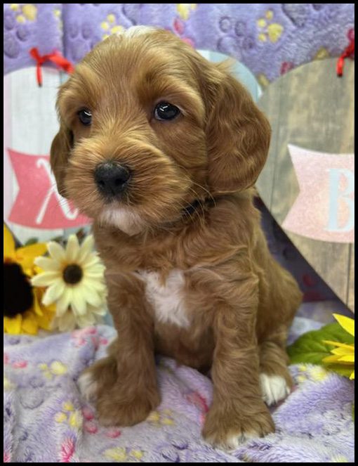 miniature labradoodle puppy, miniature labradoodle puppies for sale, mini labradoodle puppies for sale, mini labradoodle puppies Oregon, labradoodle puppies for sale