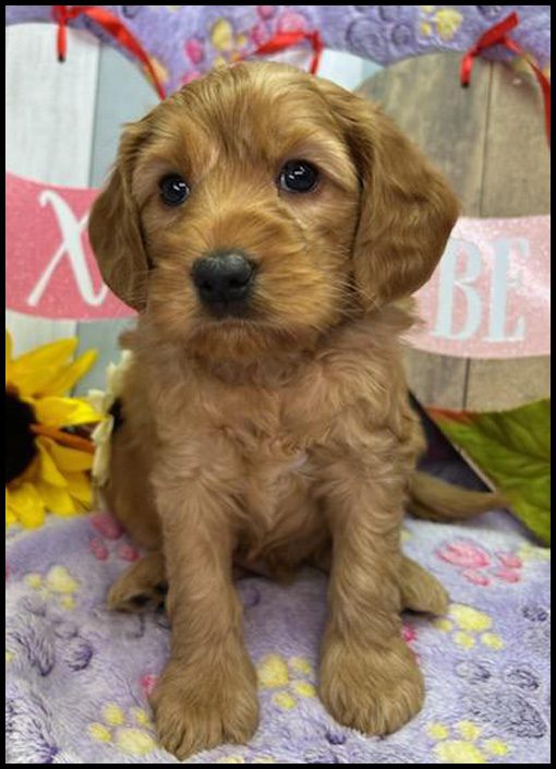 miniature labradoodle puppy, miniature labradoodle puppies for sale, mini labradoodle puppies for sale, mini labradoodle puppies Oregon, labradoodle puppies for sale